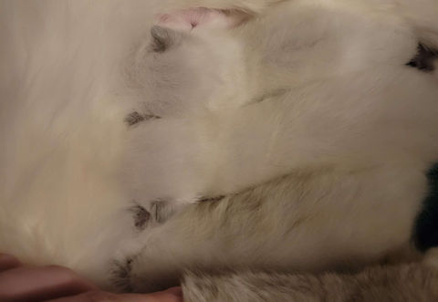 Blue Mitted Ragdoll cat Traditional Lines, Sleepy cat, Ragdoll cattery, TICA registered, Ragdoll kittens, Ragdoll litter, kittens, Ragdoll, Ragdolls, cats