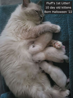 Blue Mitted Ragdoll cat Traditional Lines, Sleepy cat, Ragdoll cattery, TICA registered, Ragdoll kittens, Ragdoll litter, kittens, Ragdoll, Ragdolls, cats