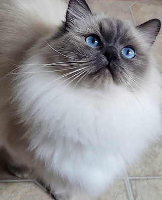 Blue Colorpoint Ragdoll from traditional lines. SnootBoop Mini Marshmallow.