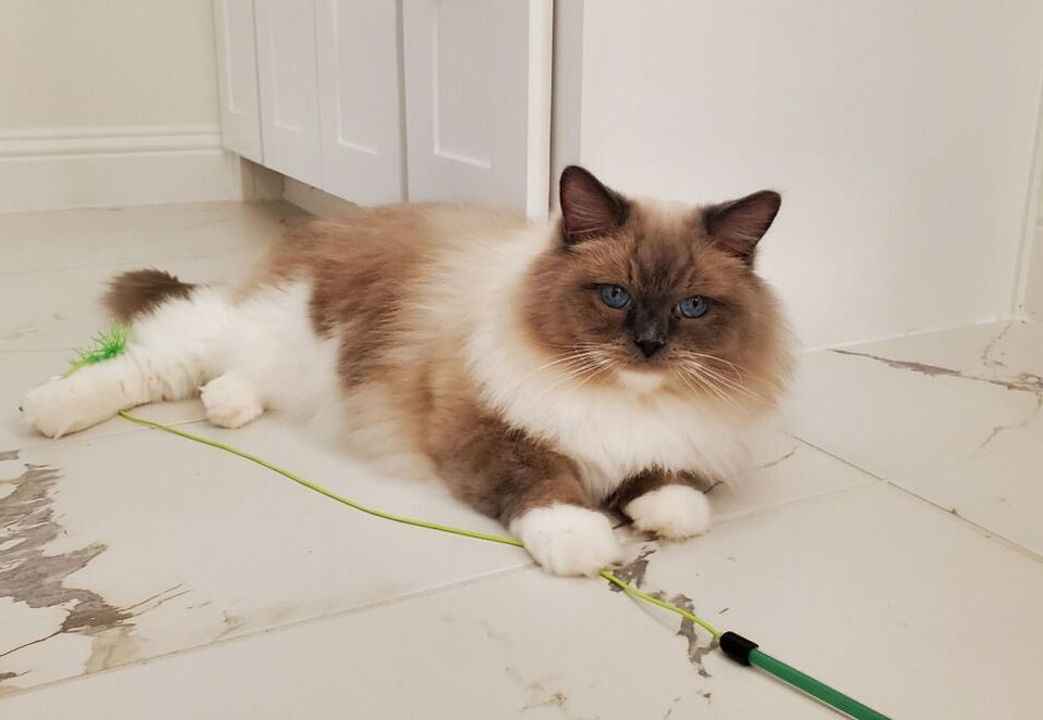 Blue point mitted Ragdoll from original lines/traditional lines laying on the floor with a wand toy