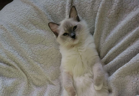 Blue Point Mitted Ragdoll cat from Traditional Lines, Ragdoll cattery, TICA registered, USAPurrs Marshmallow Fluff