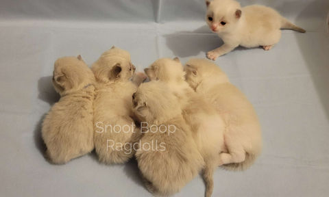 Group of cute Ragdoll kittens. Blue point mitted, blue point bicolor and blue tortie point bicolor kittens.
