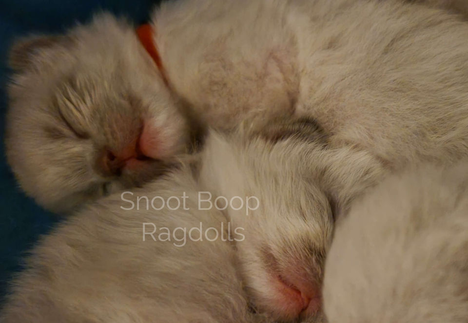 Blue point mitted kitten curled up sleeping.