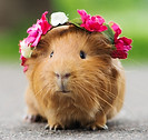 Copie de adorable guinea pig in a flower crown_edited.jpg