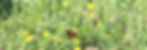 Butterfly Freedom 18-2