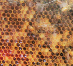Beehive