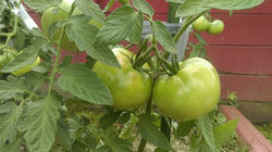 Garden Tomatoes
