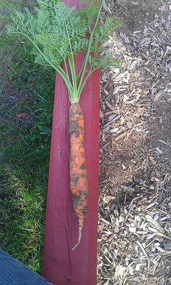 Garden Carrot