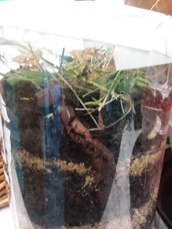 Worm Farm