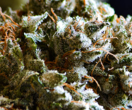 Sativa
