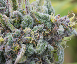 Indica