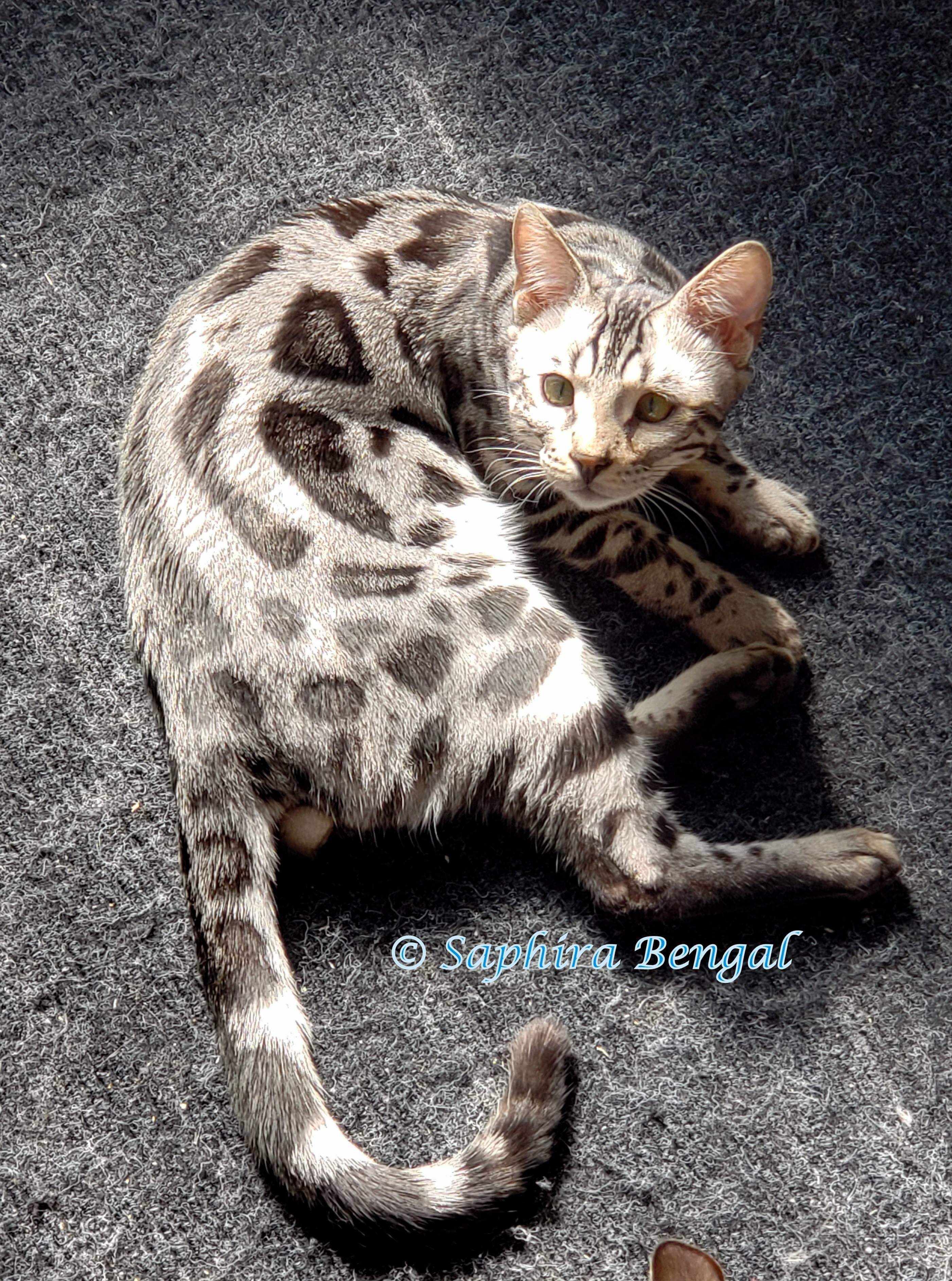 silver spotted tabby kittens silver spotted tabby kittens