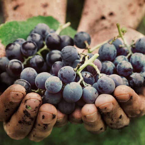 La vigna e il nostro futuro: il legame genetico tra vite, ambiente e salute umana