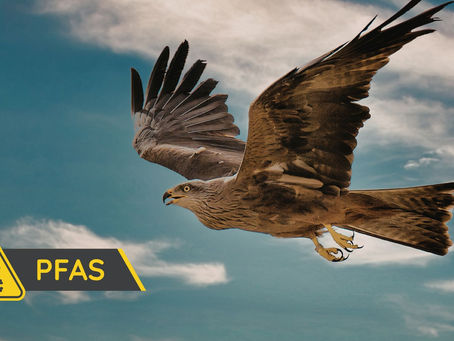 Birds of prey act as Sentinels to warn of Forever Chemicals