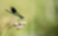 Wildlife