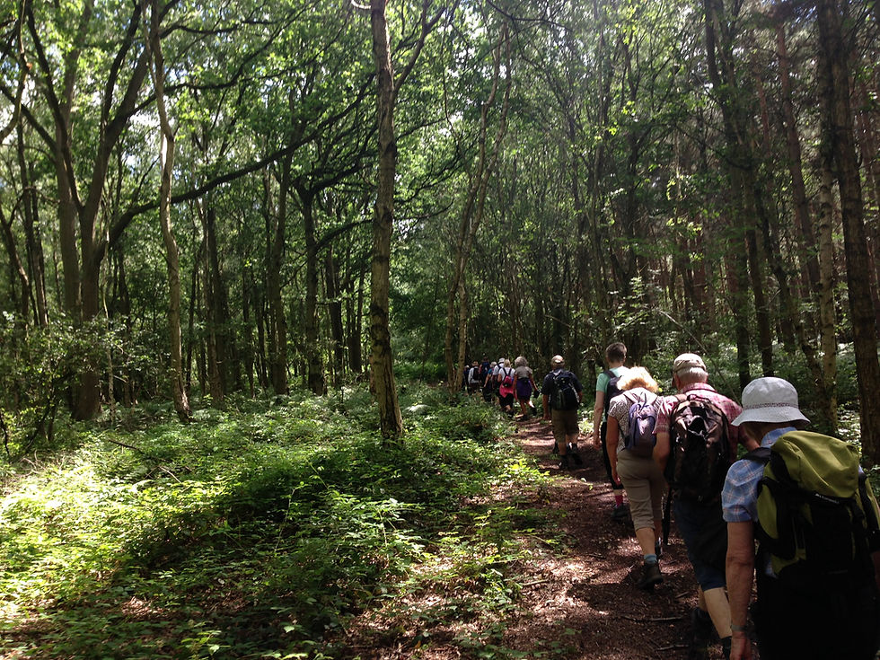 Woodland Walks