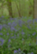 Close up bluebells