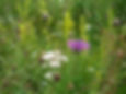 Wildflowers at Lollycocks Nature Reserve Sleaford