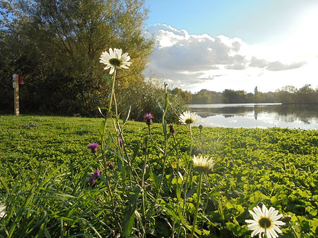 Wildflowers at Millennium Green Lincolnshire
