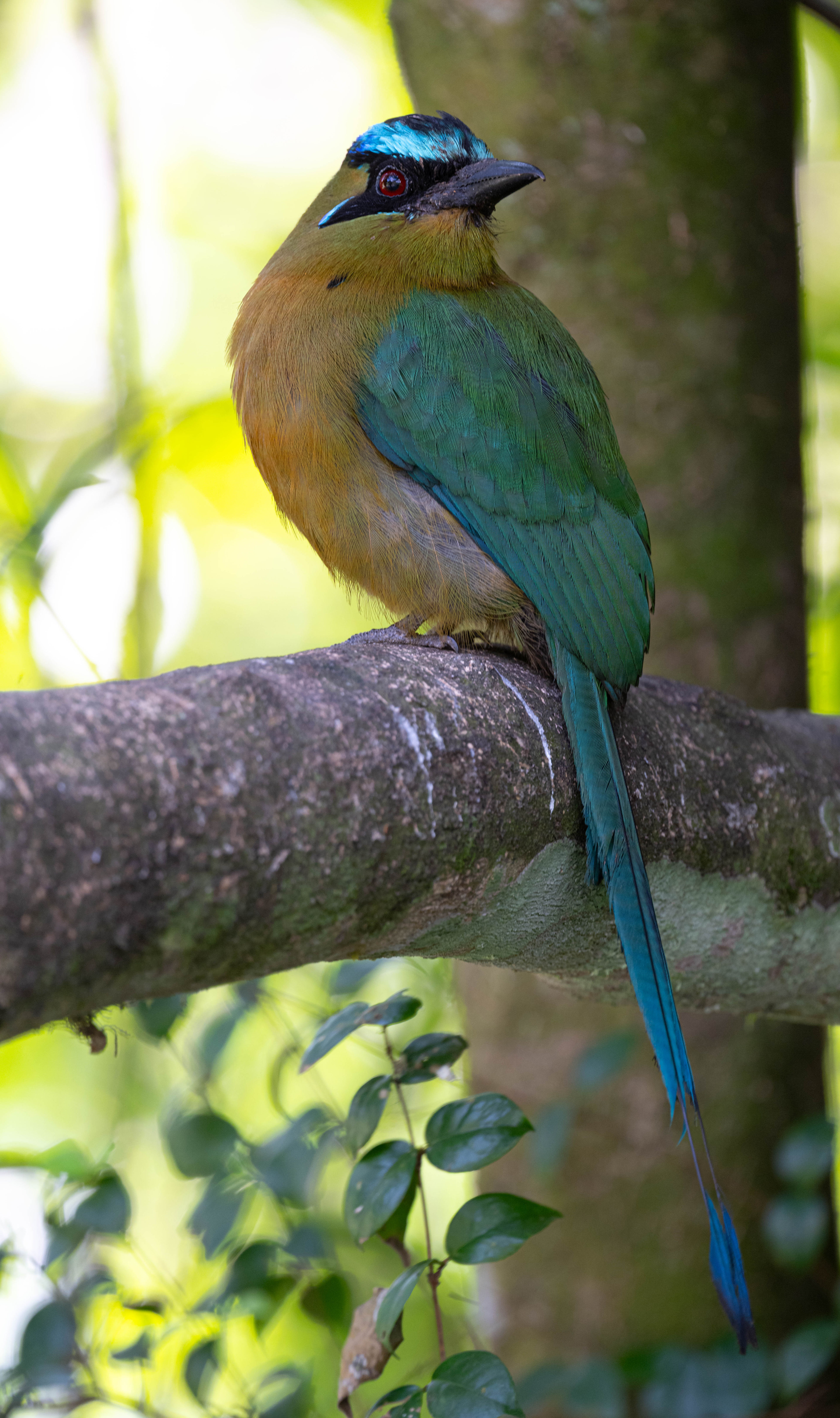Andean motmot - Bolivia
