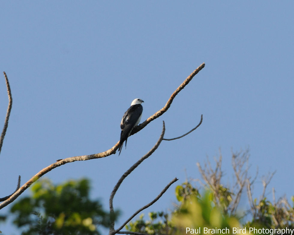 Swallow-tailed Kite