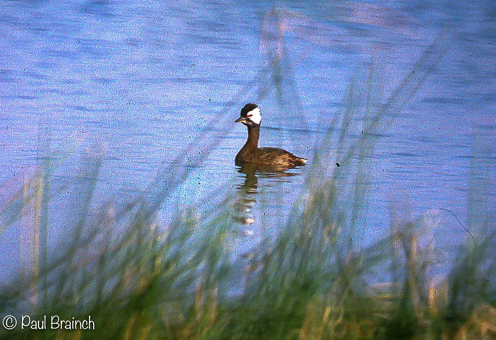 White-tufted Grebe