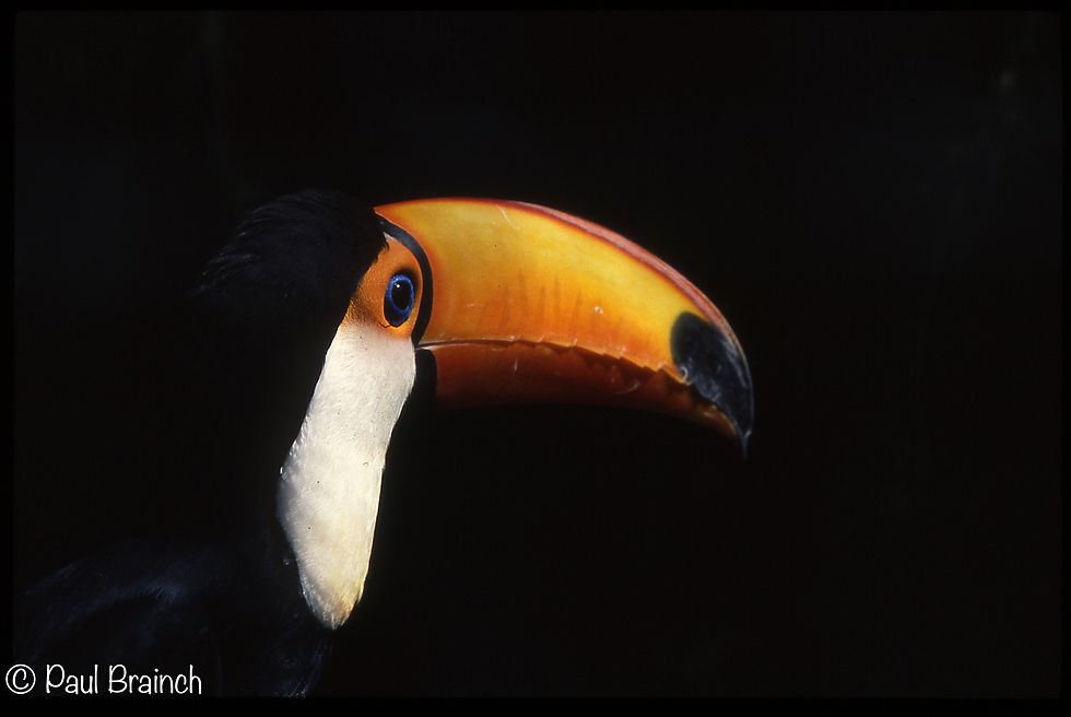 Toco Toucan