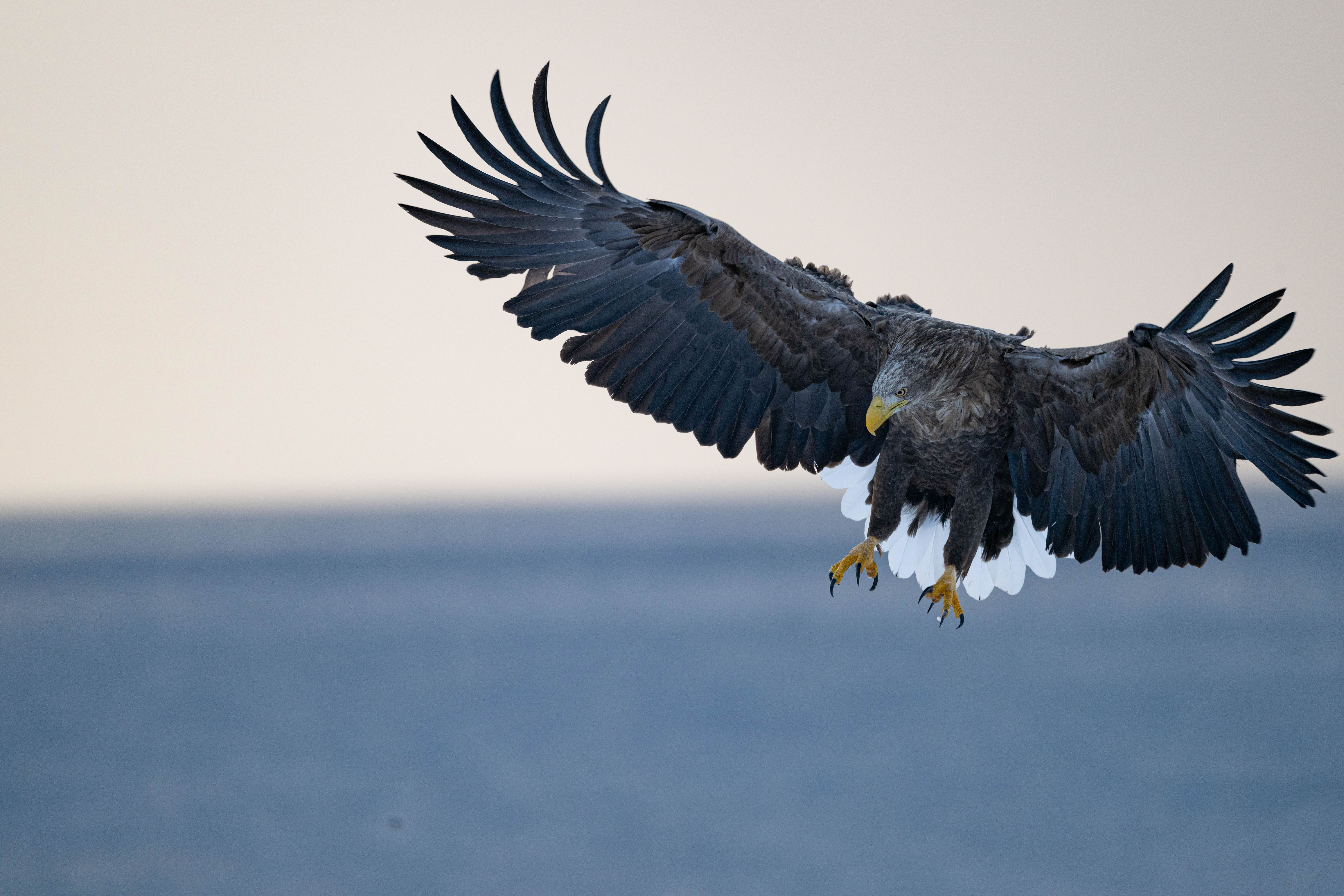 White-tailed eagle - Japan