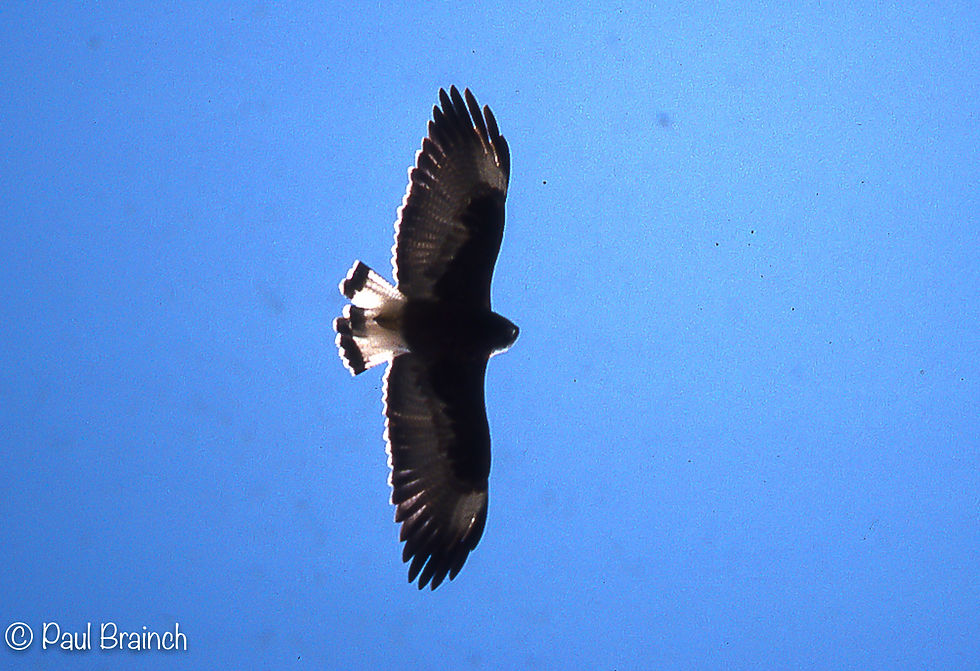 Red-backed Hawk