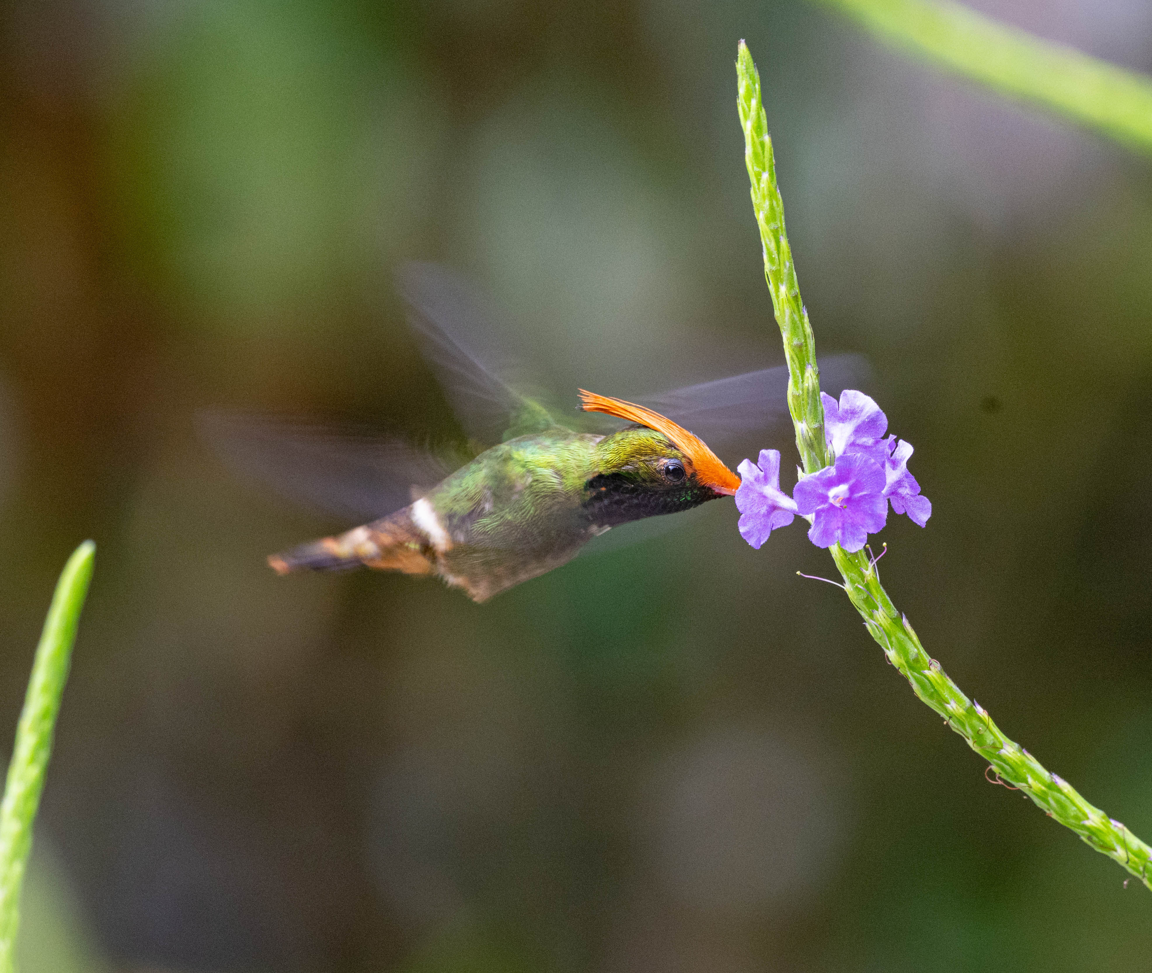 Rufous-crested coquette 3 (male) - Panama