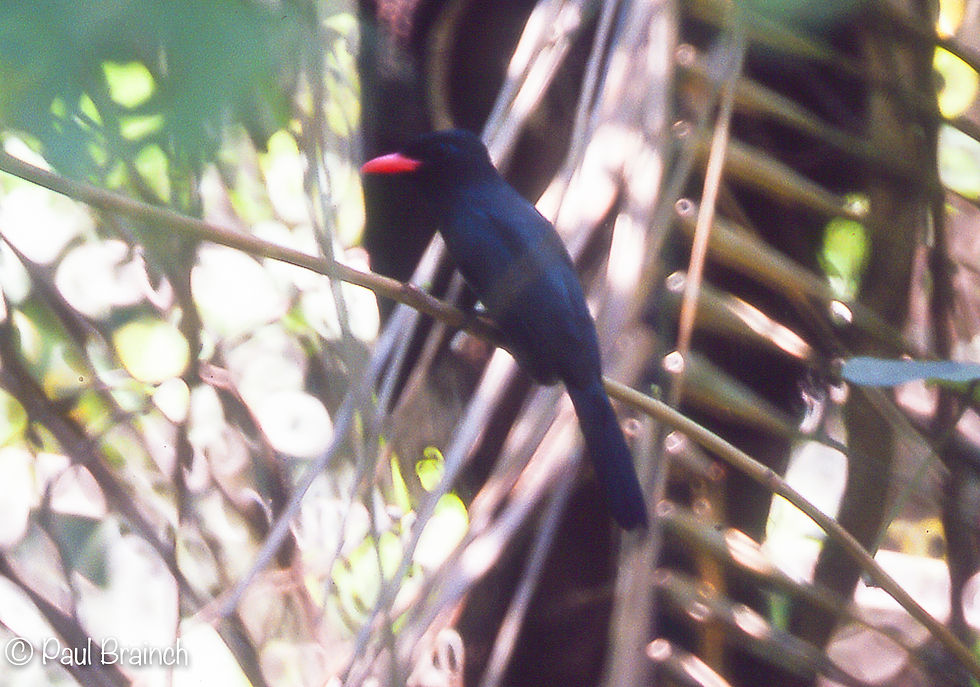 Black-fronted Nunbird
