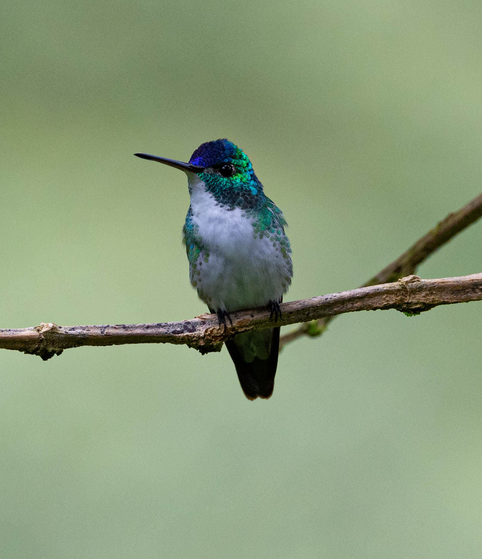 Violet-headed hummingbird - Colombia