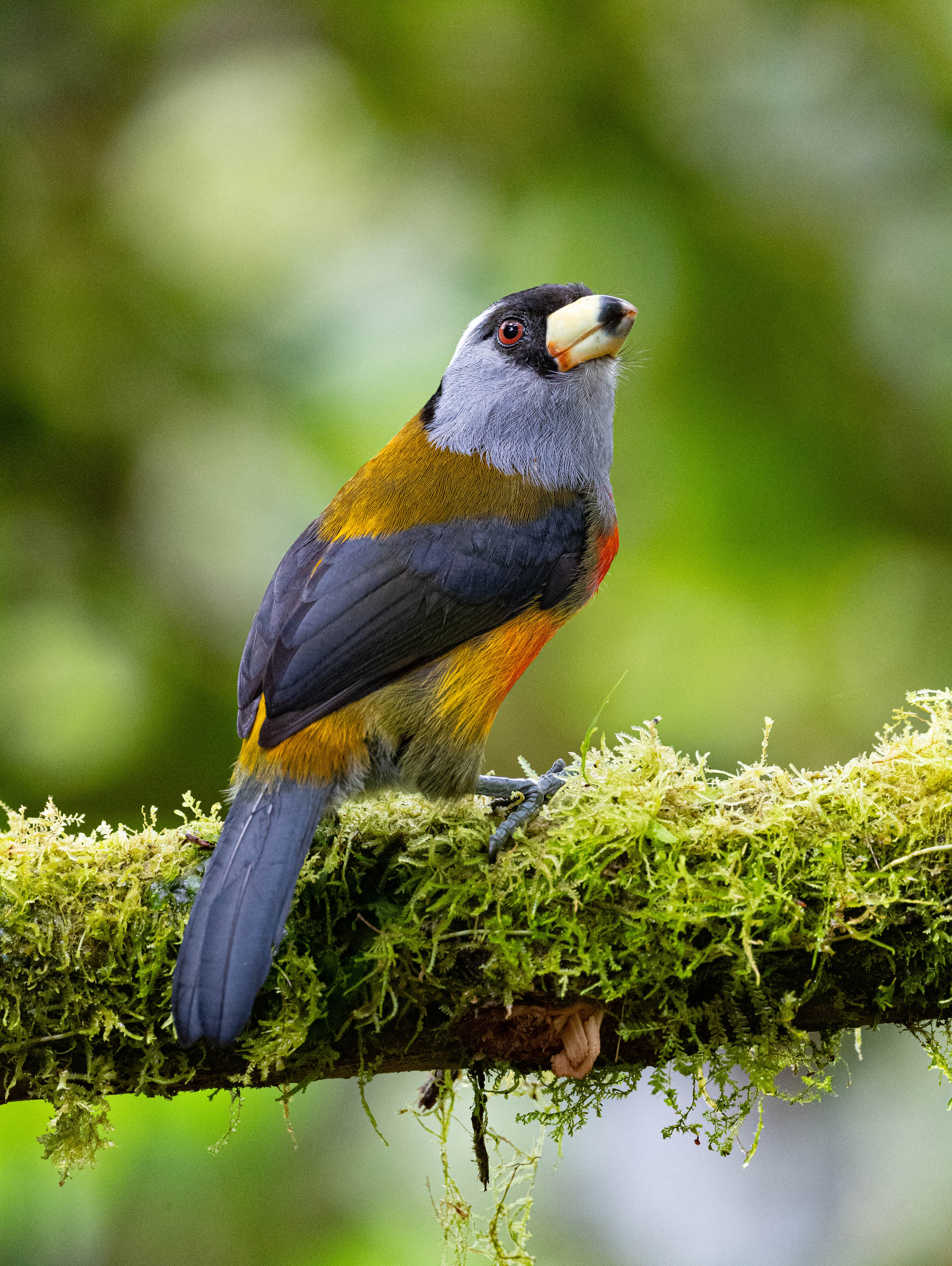 Toucan barbet - Colombia