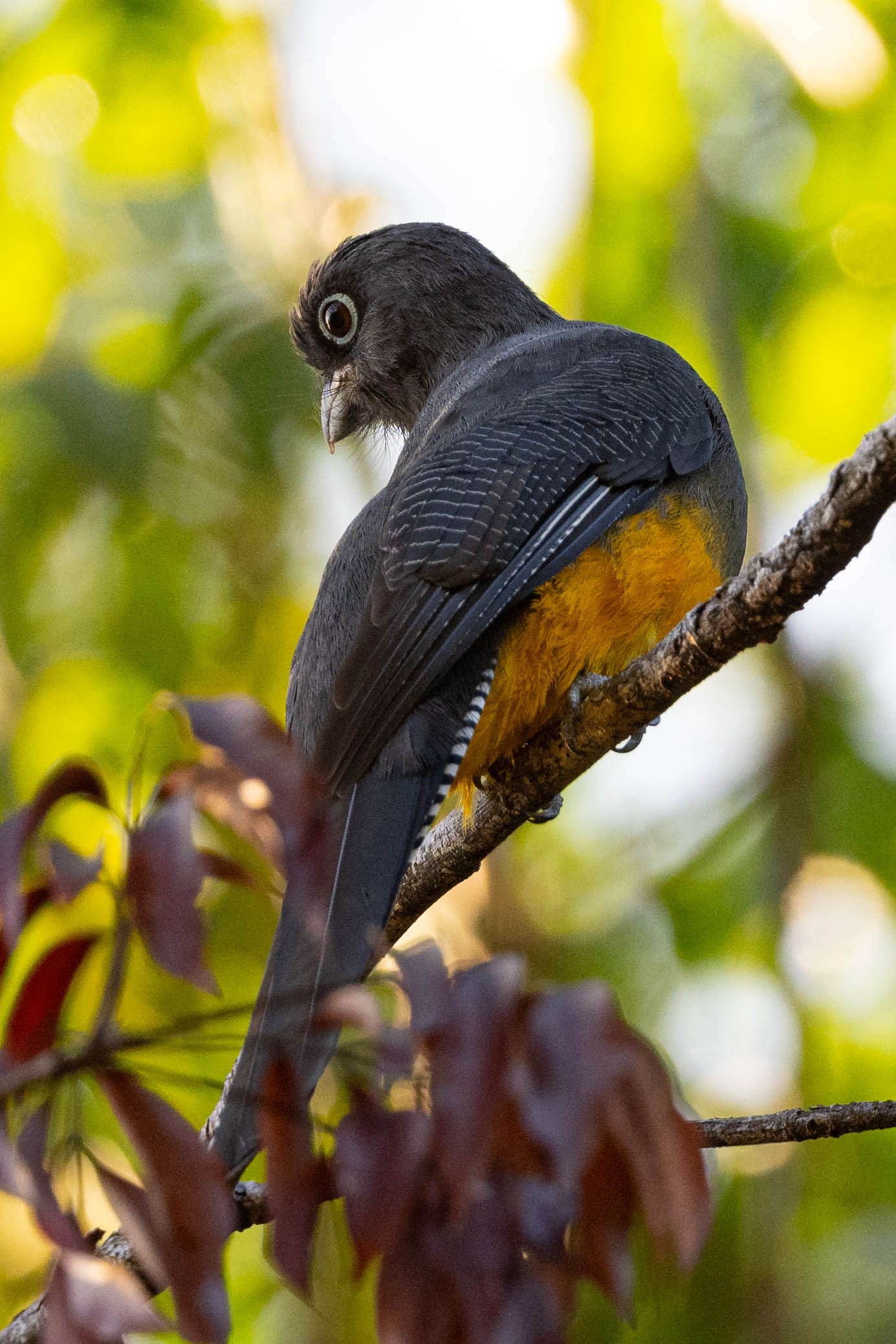 White-tailed trogon 2 - Guyana