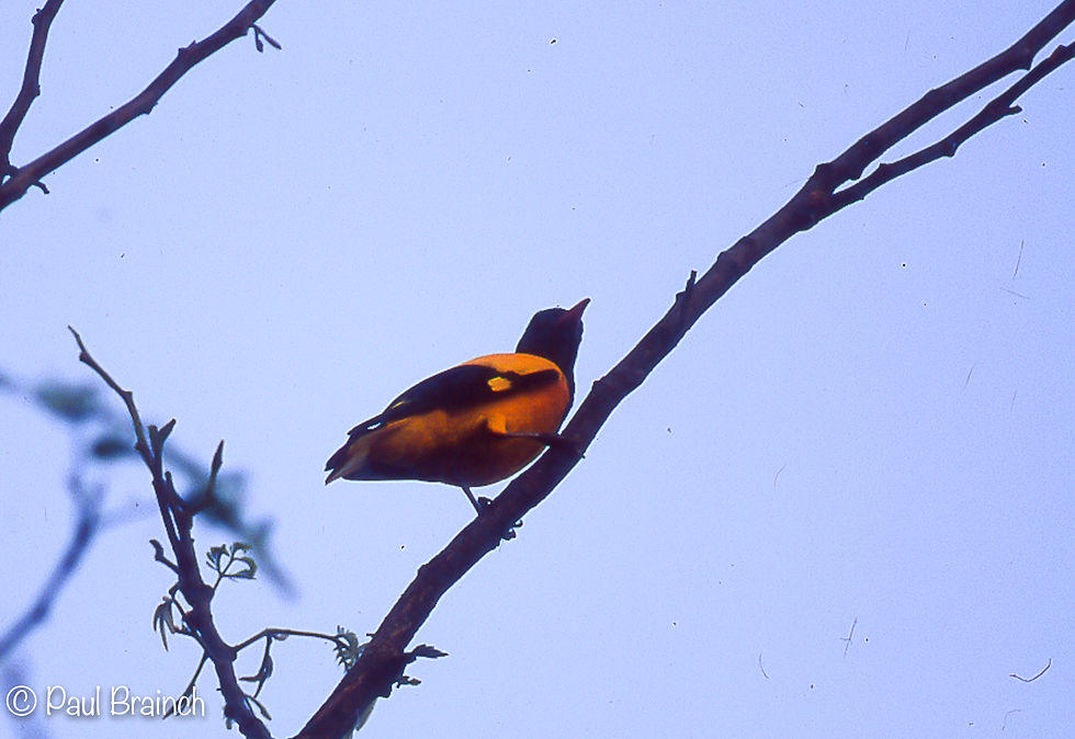 Black-hooded Oriole