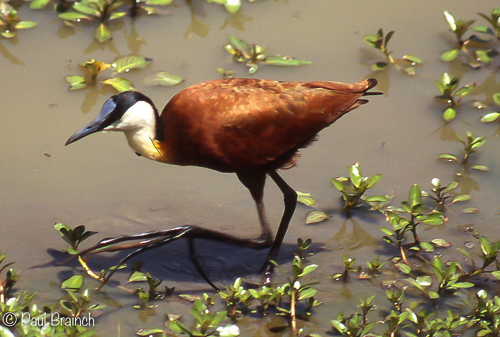 African Jacana