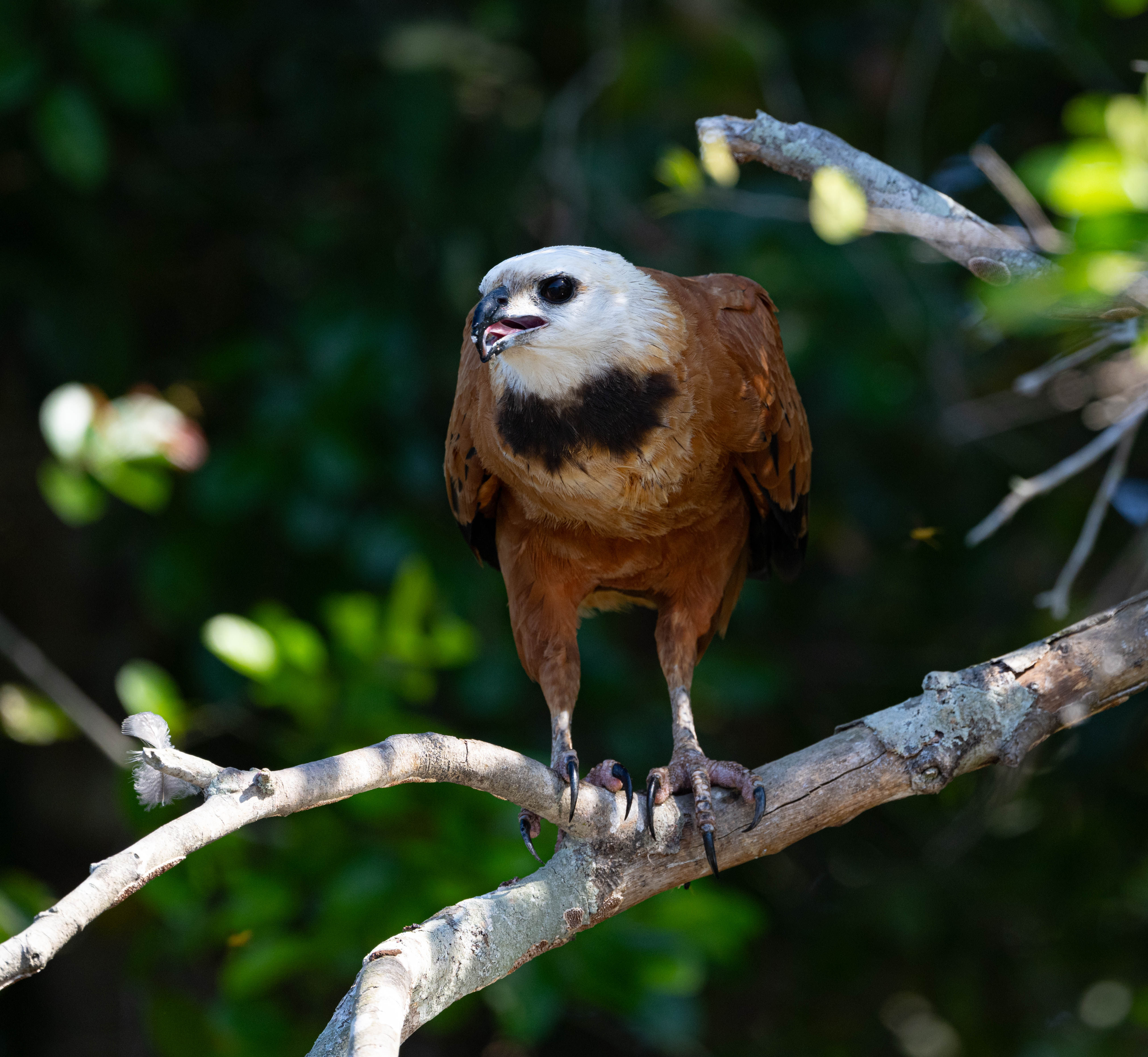 Black-collared hawk - Brazil