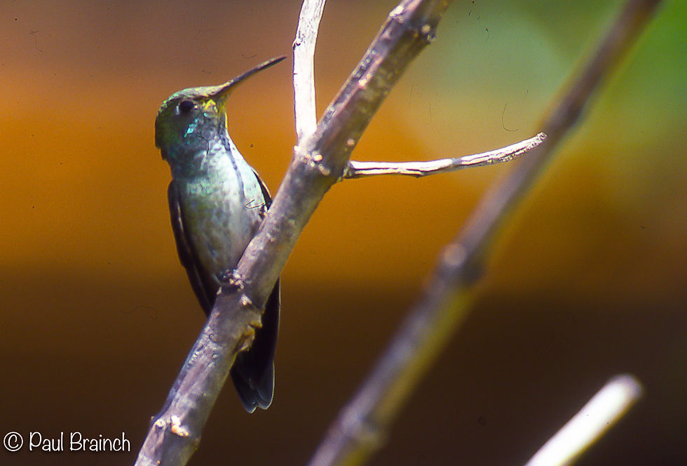 White-Bellied Hummingbird