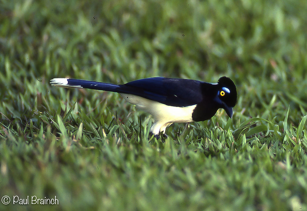 Plush-Crested Jay