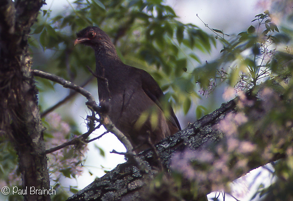 Chaco Chachalaca