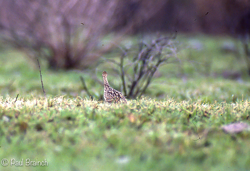 Elegant crested-Tinamou
