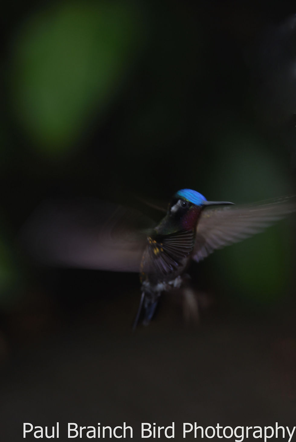 Purple Throated Mountain Gem