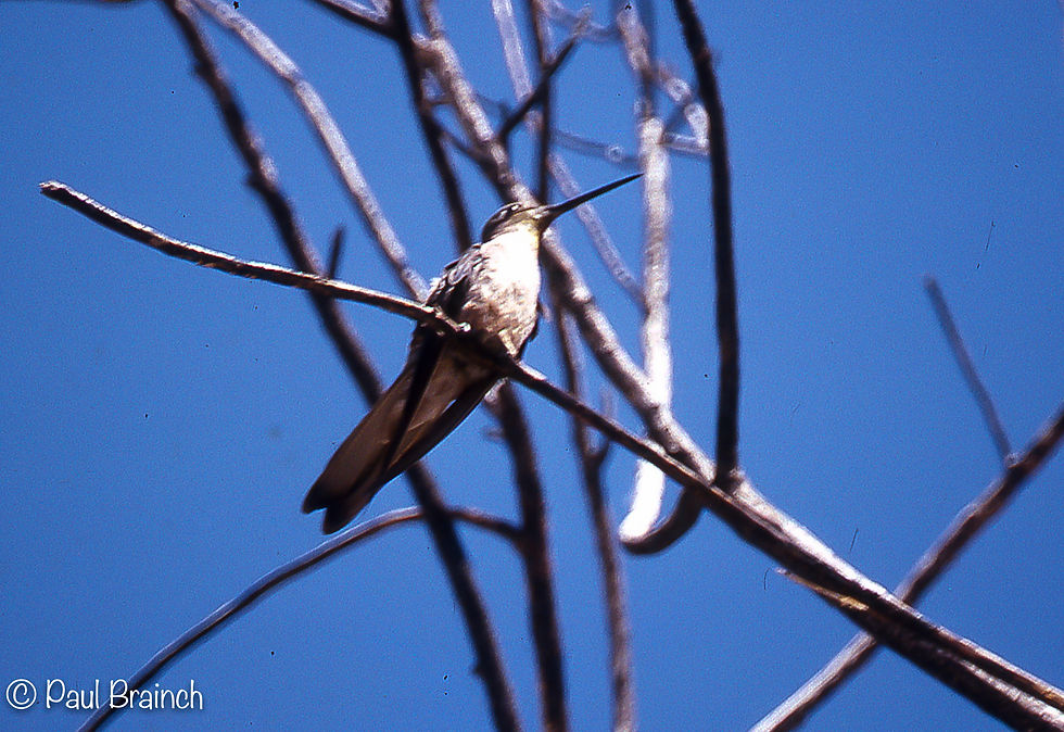 Giant Hummingbird