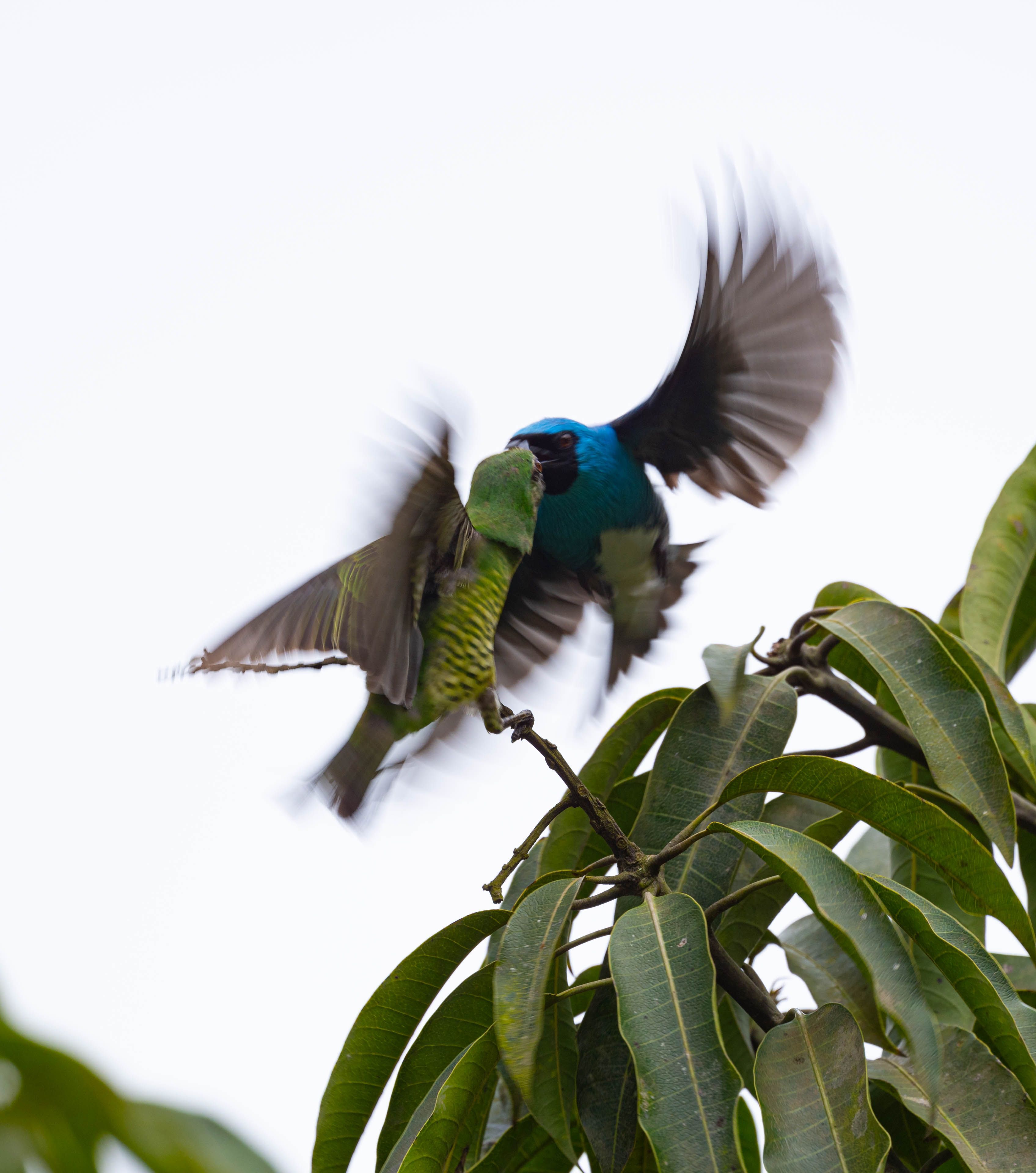 Swallow tanager - Brazil