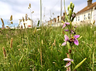 Bee orchid - BPS06 - E.jpg