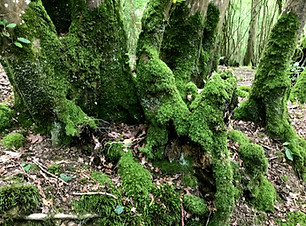 Marline Moss - E.jpg