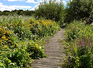 FILSHAM REEDBED BOARDWALK VEGETATION - ANDY PHILLIPS.jpg