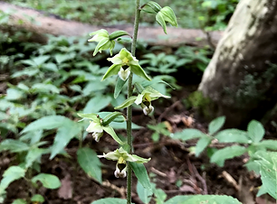 Violet helleborine - Park Wood 03 - E_edited.png