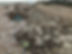 SHINGLE BEE NESTS - BULVERHYTHE.jpg