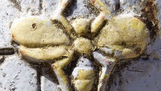 Stronger together: the Manchester bee
